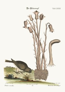El pájaro de la nieve, 1749-73 de Mark Catesby